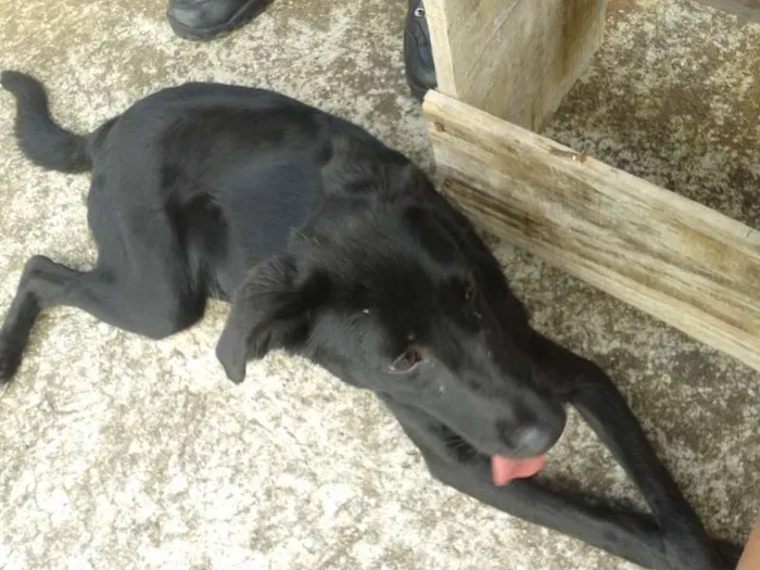 Cachorro ra a SRD idade 7 a 11 meses nome Pipoca