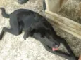 Pipoca