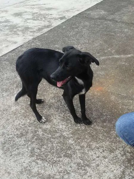 Cachorro ra a SRD idade 7 a 11 meses nome Pipoca