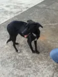 Pipoca