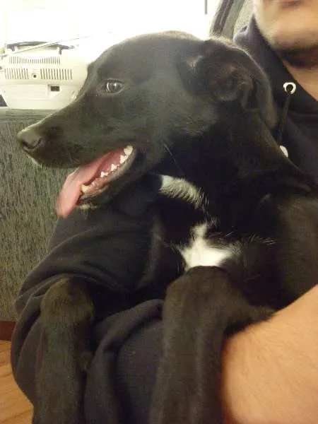 Cachorro ra a SRD idade 7 a 11 meses nome Pipoca