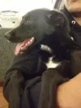 Pipoca