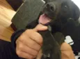 Pipoca