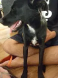 Pipoca