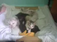 flhotinhos
