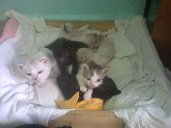 Gato ra a SRD idade 2 a 6 meses nome flhotinhos