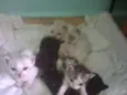 flhotinhos