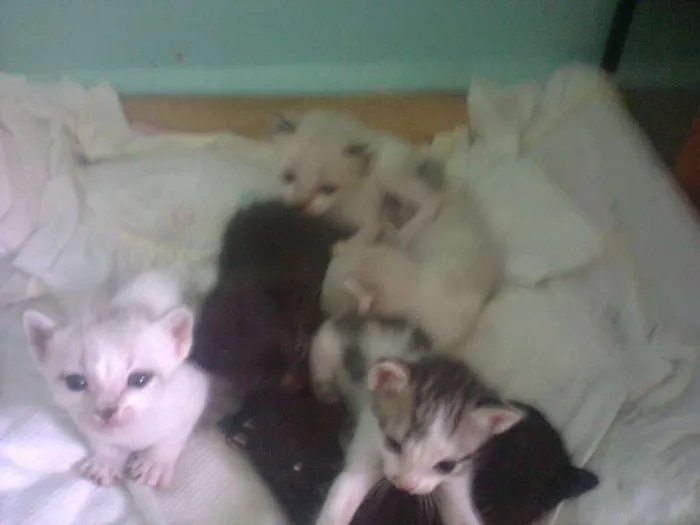 Gato ra a SRD idade 2 a 6 meses nome flhotinhos
