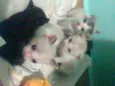flhotinhos