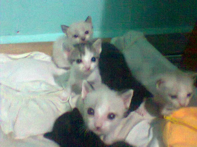 Gato ra a SRD idade 2 a 6 meses nome flhotinhos