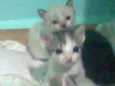 flhotinhos
