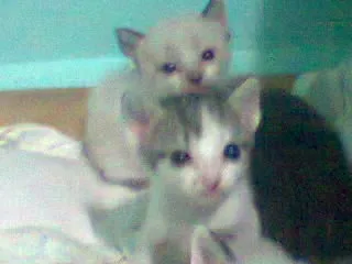 Gato ra a SRD idade 2 a 6 meses nome flhotinhos