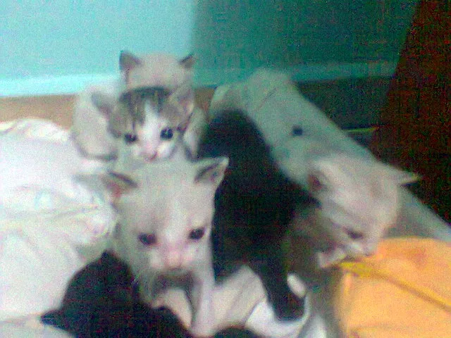 Gato ra a SRD idade 2 a 6 meses nome flhotinhos