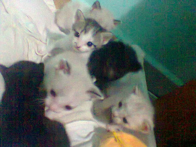 Gato ra a SRD idade 2 a 6 meses nome flhotinhos