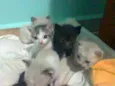 flhotinhos