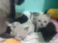 flhotinhos