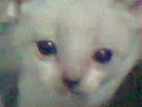 Gato ra a SRD idade 2 a 6 meses nome flhotinhos