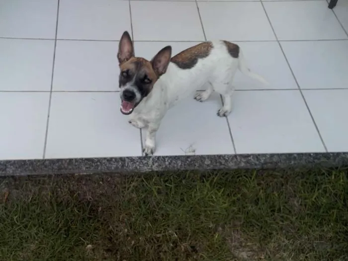 Cachorro ra a indefinida idade 2 anos nome Toby