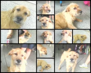Cachorro raça mestiço idade 1 ano nome waltinho