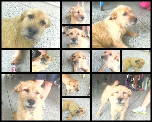 Cachorro ra a mestiço idade 1 ano nome waltinho
