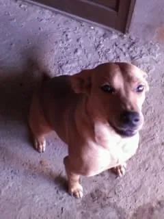 Cachorro raça Vira-Lata idade 1 ano nome Jade