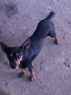 Cachorro ra a Pinscher idade 4 anos nome Golias