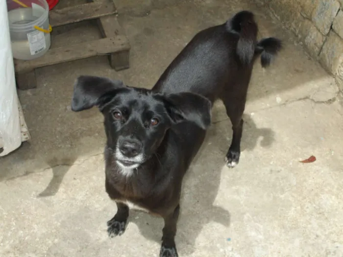 Cachorro ra a SRD idade 2 anos nome Pirulito