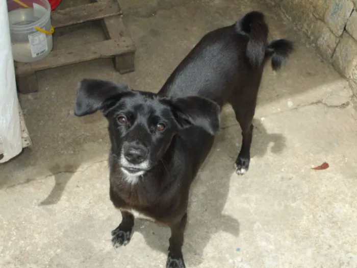 Cachorro ra a SRD idade 2 anos nome Pirulito