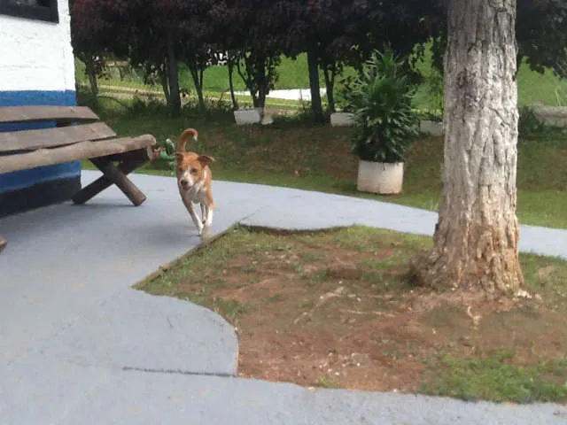 Cachorro ra a MESTIÇA PIT BULL idade 1 ano nome Linda e simpática, 