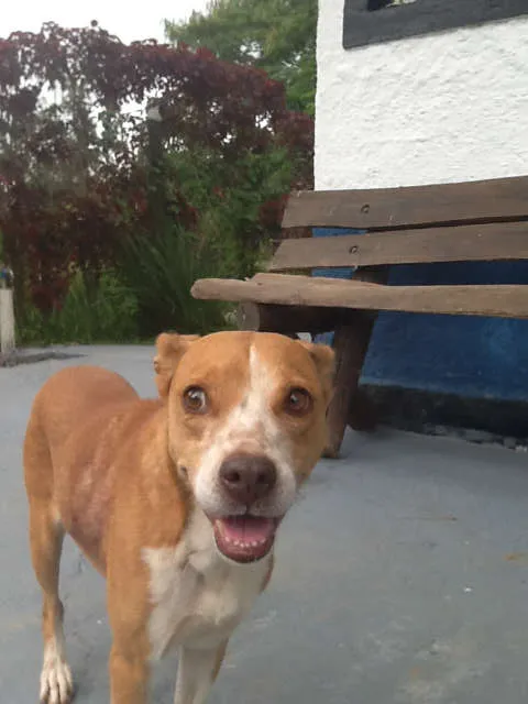Cachorro ra a MESTIÇA PIT BULL idade 1 ano nome Linda e simpática, 