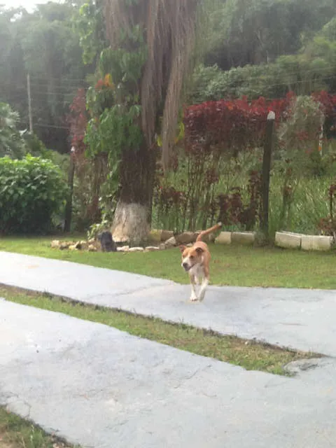 Cachorro ra a MESTIÇA PIT BULL idade 1 ano nome Linda e simpática, 