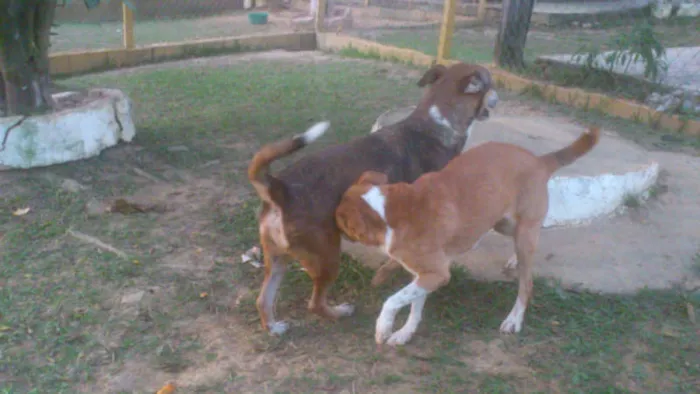Cachorro ra a MESTIÇA PIT BULL idade 1 ano nome Linda e simpática, 