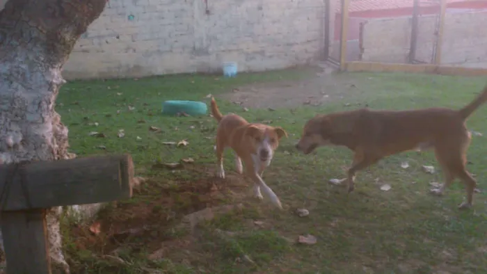 Cachorro ra a MESTIÇA PIT BULL idade 1 ano nome Linda e simpática, 