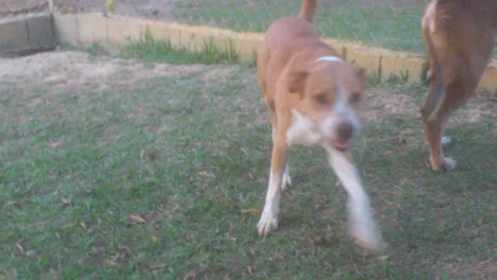 Cachorro ra a MESTIÇA PIT BULL idade 1 ano nome Linda e simpática, 