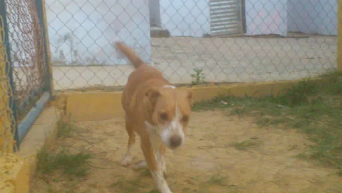 Cachorro ra a MESTIÇA PIT BULL idade 1 ano nome Linda e simpática, 