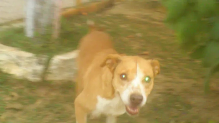 Cachorro ra a MESTIÇA PIT BULL idade 1 ano nome Linda e simpática, 
