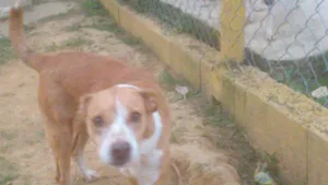 Cachorro raça MESTIÇA PIT BULL idade 1 ano nome Linda e simpática, 