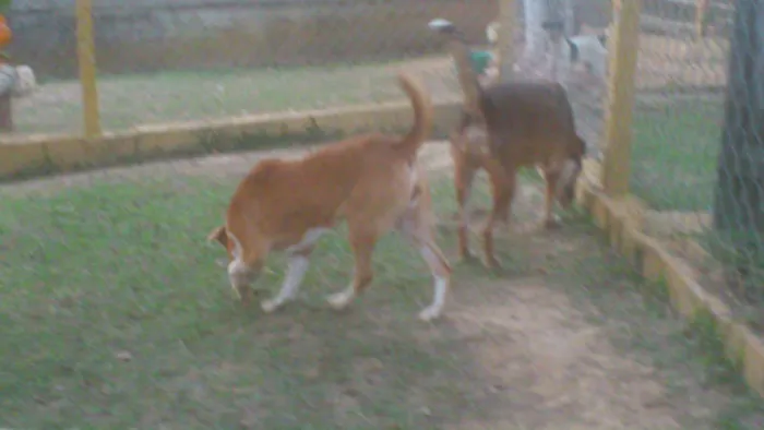 Cachorro ra a MESTIÇA PIT BULL idade 1 ano nome Linda e simpática, 
