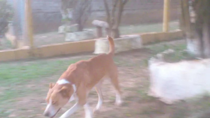 Cachorro ra a MESTIÇA PIT BULL idade 1 ano nome Linda e simpática, 