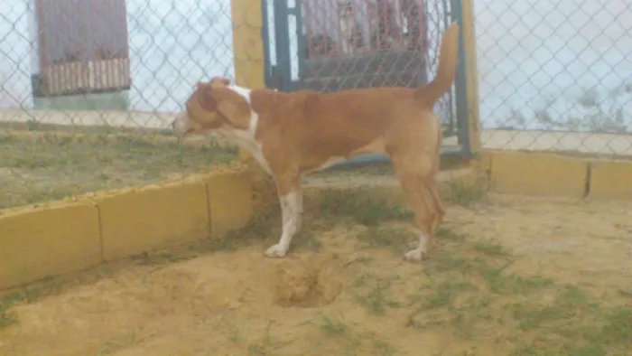 Cachorro ra a MESTIÇA PIT BULL idade 1 ano nome Linda e simpática, 