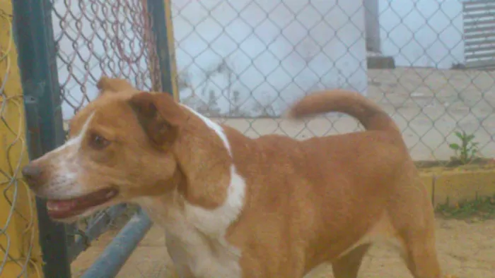 Cachorro ra a MESTIÇA PIT BULL idade 1 ano nome Linda e simpática, 