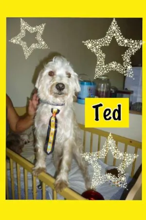 Cachorro raça SRD idade 2 anos nome TED