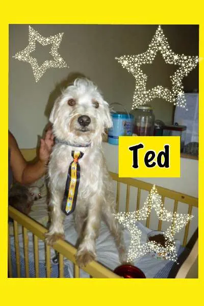 Cachorro ra a SRD idade 2 anos nome TED