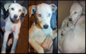 Cachorro raça Vira Lata idade 2 a 6 meses nome Por enquanto não po