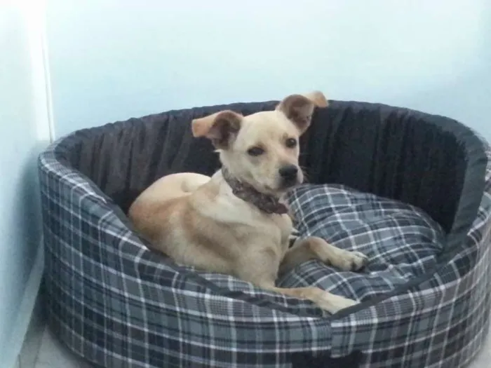 Cachorro ra a SRD idade 7 a 11 meses nome Henzo