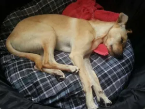 Cachorro raça SRD idade 7 a 11 meses nome Henzo