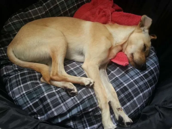 Cachorro ra a SRD idade 7 a 11 meses nome Henzo