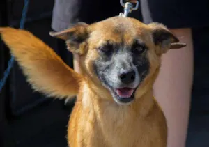 Cachorro raça SRD idade 3 anos nome Cido