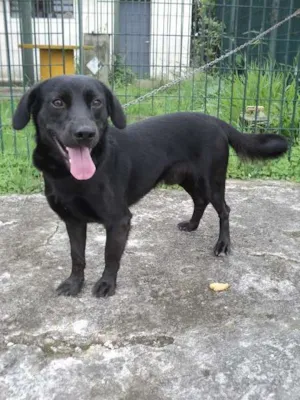 Cachorro raça SRD idade 1 ano nome Saturno