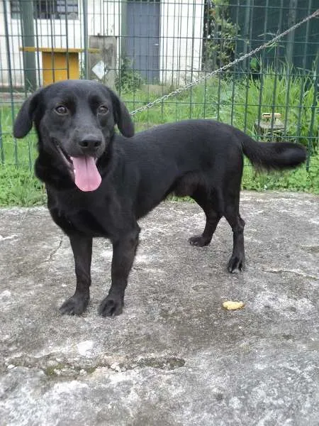 Cachorro ra a SRD idade 1 ano nome Saturno